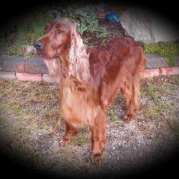 Irish Setter All Grown Up from Keliaire Irish Setters