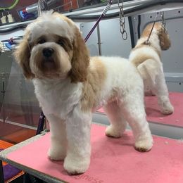 Hans - Australian Labradoodle