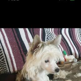 Chihuahua and Chinese Crested Puppies from Western Kentucky Chihuahua’s and Chinese Crested’s