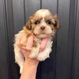 Belle - Liver and white female Shih Tzu puppy in Stroud, Oklahoma from Laik’s Little Shihtz & Poms