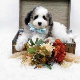 Blue - Blue merle male Bernedoodle puppy in Statesville, North Carolina from Doodle Babies