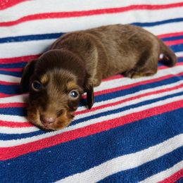 Girl 2 - Chocolate female Dachshund puppy in Oklahoma from DRB Australian Shepherds