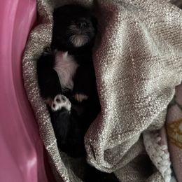 Miniature Schnauzer Puppies from Stearns Parti Mini Schnauzer's