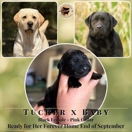 Pink Collar Female - Black female Labrador Retriever puppy in Fair Oaks, California from Twisted Ranch Retrievers