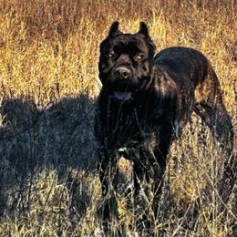 Diesel - Cane Corso