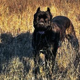 Diesel - Cane Corso