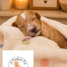 Evangeline - Apricot female Goldendoodle puppy in Lake Charles, Louisiana from Perfect Fit Poodles & Doodles