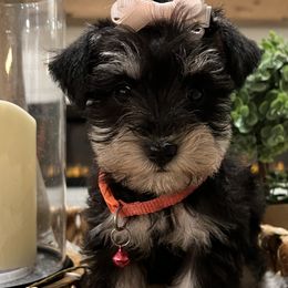 Girl 1 - Miniature Schnauzer puppy from Xaysha’s Miniature Schnauzers