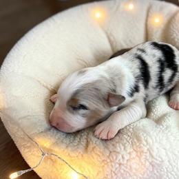 Slate - Blue merle male Australian Shepherd puppy in Statesville, North Carolina from Charming Australian Shepherds