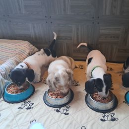 Dachshund Puppies from Paula's Dachsunds