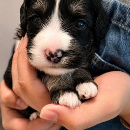 Leia - Tri-color female Bernedoodle puppy in Travelers Rest, South Carolina from Bernedoodle.do