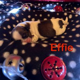 Girl 2 - Shih Tzu puppy in Sugarcreek, Ohio from D’s Shih Tzu