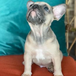 French Bulldog Puppies from Zoey's Dynasty French Bulldogs