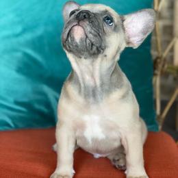 French Bulldog Puppies from Zoey's Dynasty French Bulldogs