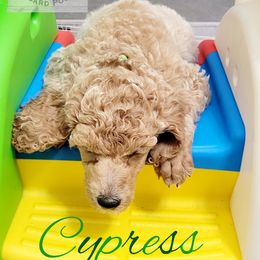 Poodle Puppies from Serene Arenas' Standard Poodles