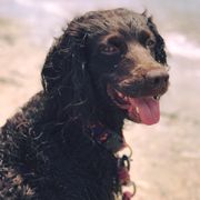 Boykin Spaniels from 3 & 20 Kennel