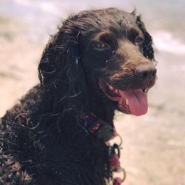 Boykin Spaniels from 3 & 20 Kennel