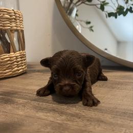 Coco Belle - Chocolate, tan and white female Yorkshire Terrier puppy in Calhoun, Georgia from Peach State Yorkies