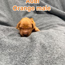 Orange - Golden male Golden Retriever puppy in Salt Lake City, Utah from Soaring golden retrievers