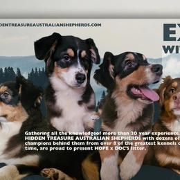 Australian Shepherds from Jaquelyn Harney
