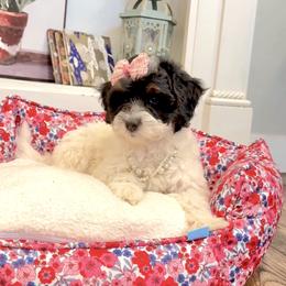 Sophie - Brown and white female Sheepadoodle puppy in Spanish Fork, Utah from Maplesierradoodles