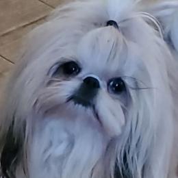 Machiato - Shih Tzu