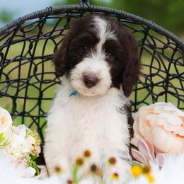 Bordoodle Puppies from 2J 2K Bordoodles