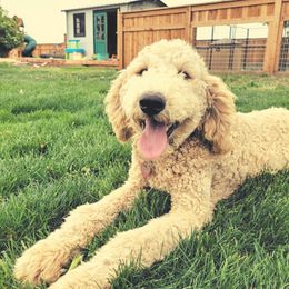 Blondie - Goldendoodle