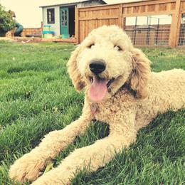 Blondie - Goldendoodle