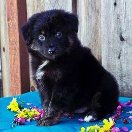 Audi - Black tri male Miniature Australian Shepherd puppy in Stevinson, California from Aussies De Linares