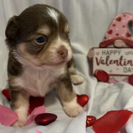 Poppi - Chocolate and white female Chihuahua puppy in Austin, Indiana from Dog Bones N Harmony