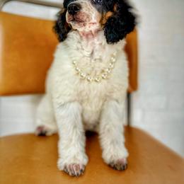 Poodle Puppies from Cityscape Moyen Poodles