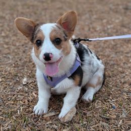Boba - Pembroke Welsh Corgi