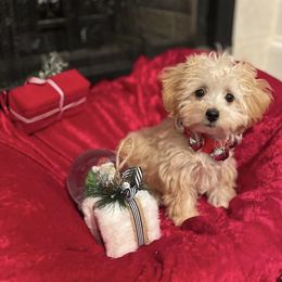Maltese, Maltipoo, and Poodle Puppies from Healing Pawz LLC