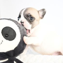 Candy Corn - Fawn and white male French Bulldog puppy in Keeseville, New York from Big Sky Frenchies