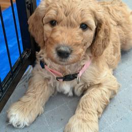 Peppa - Apricot female Goldendoodle puppy in Fort Collins, Colorado from Fenna’s Goldendoodles