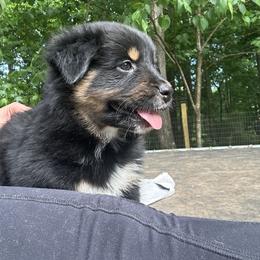 Australian Shepherd Puppies from Lovable Little Aussies
