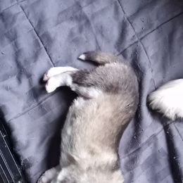 Alaskan Malamute Puppies from River Bend Malamutes