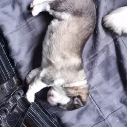 Alaskan Malamute Puppies from River Bend Malamutes