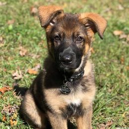 German Shepherd Puppies from Kryptonian & Kynthos German Shepherd Dogs