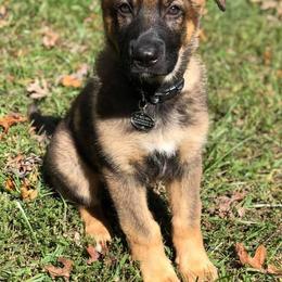 German Shepherd Puppies from Kryptonian & Kynthos German Shepherd Dogs