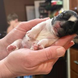 Yuki - Brindle and white male Shih Tzu puppy in Abilene, Texas from L&L Euro Boxers and Small Town Shih Tzus