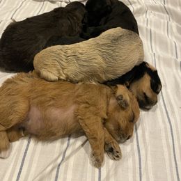 Schnoodle Puppies from Noodle Tings Puppies
