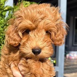 Lucky - Red  male Goldendoodle puppy in Tucson, Arizona from Adored Poodle & Doodles