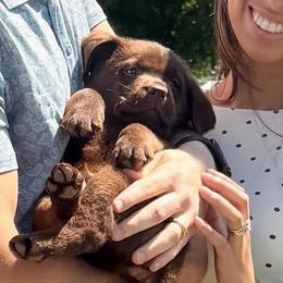 Noble (picked up 7-31 paid in full) - Chocolate male Dilute Retriever puppy in Baldwin City, Kansas from Hedge Lane Labradors