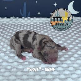Spell - Red merle female Australian Shepherd puppy in Tucson, Arizona from TTTNT Aussies