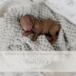 Pooh Bear - Red  male Goldendoodle puppy in Roanoke Rapids, North Carolina from Sweeter than Honey Doodles