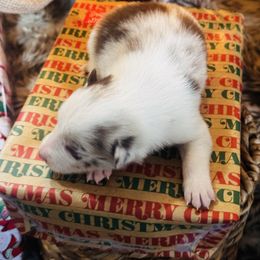 Latch x Lassie - Boy 2 - Red Merle - Red merle male Border Collie puppy in Minden, Iowa from Rocking N Registered Border Collies & Labradors