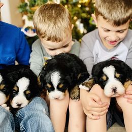 Bernese Mountain Dog Puppies from Bayles Berners