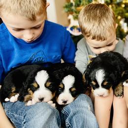 Bernese Mountain Dog Puppies from Bayles Berners